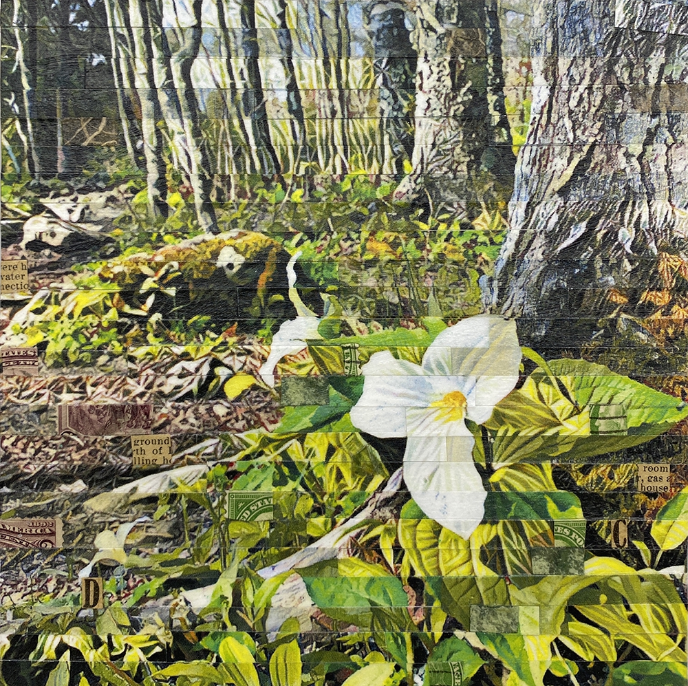 Trillium Trail by Lori Reed